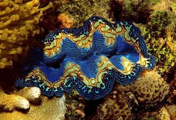 砗磲：海中瑰宝，千年成形