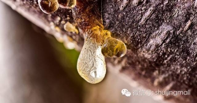 了解树脂变成琥珀的全过程 !